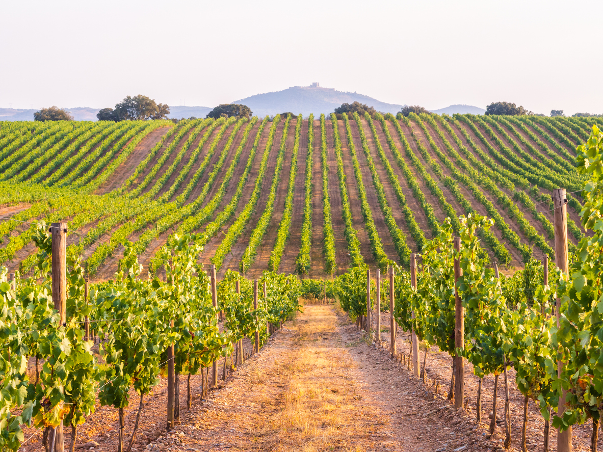 Alentejo vineyards