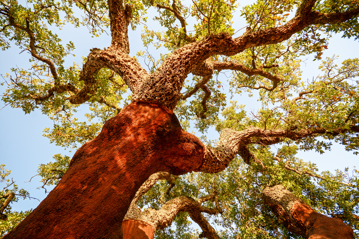 Cork trees of Alentejo