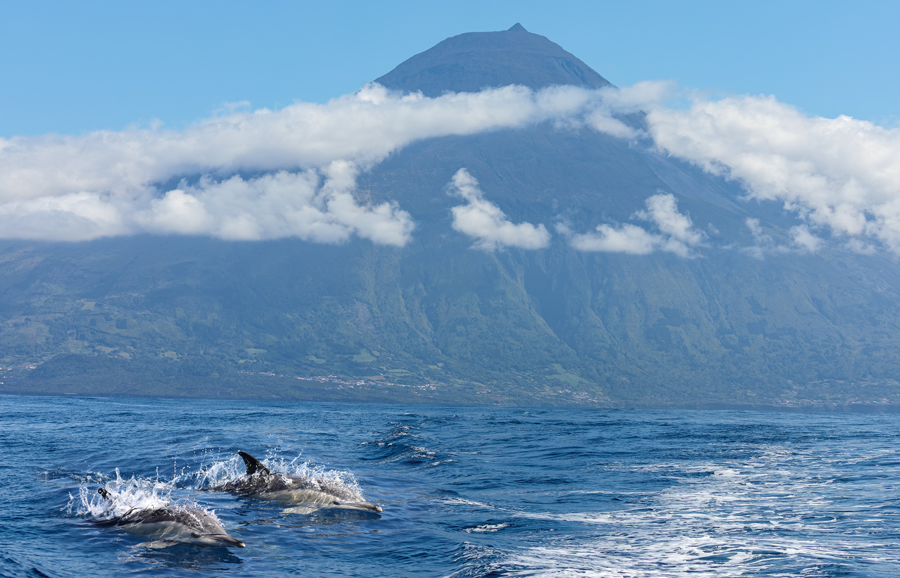 Dolphin watching of Pico volcano