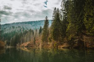 Slovenia Forest