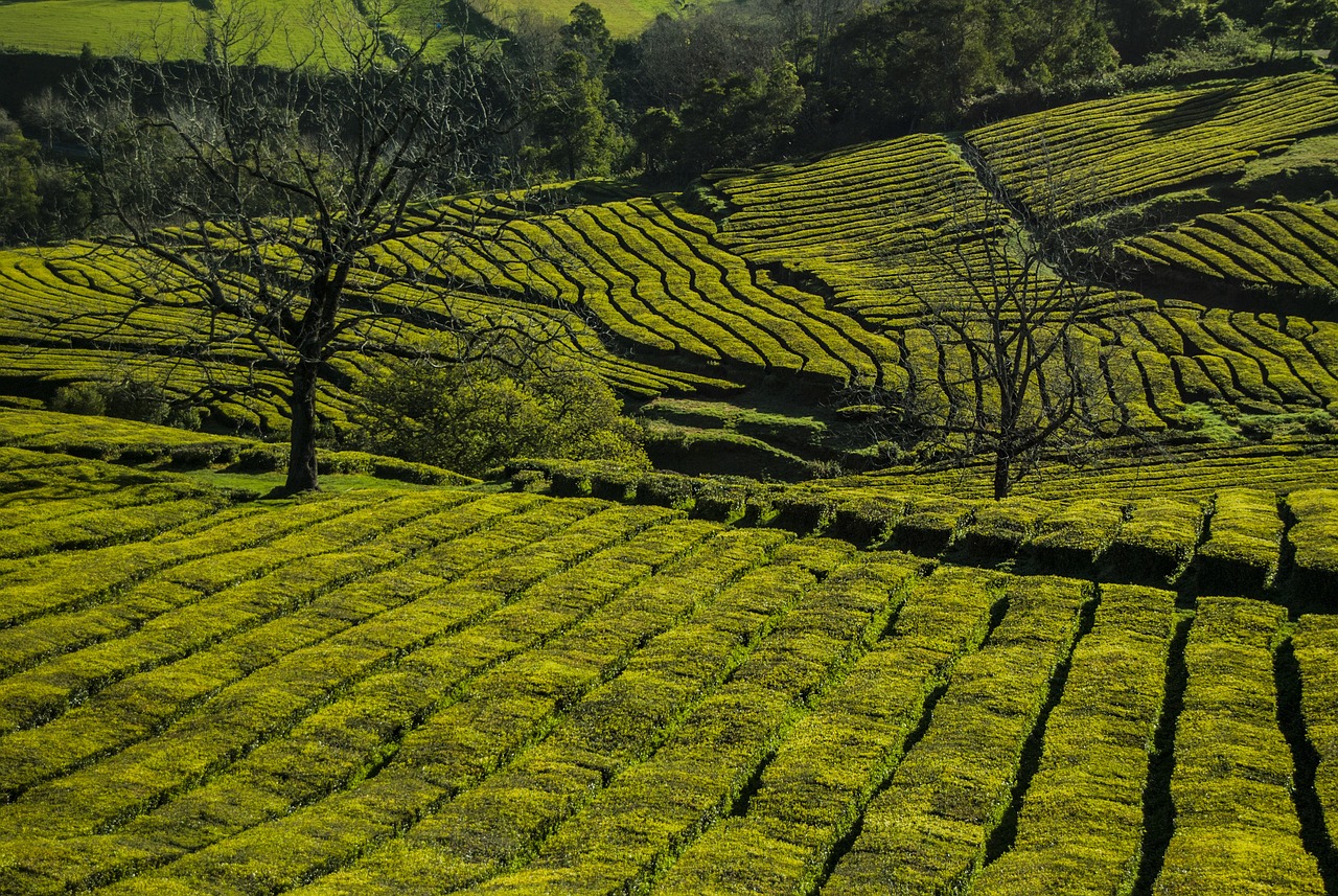 Green tea Plantation