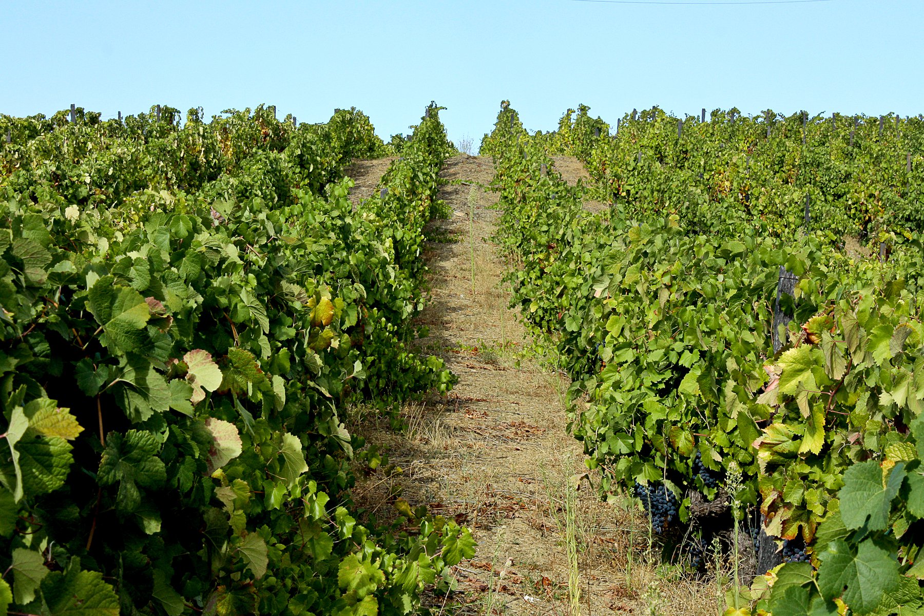 vineyards