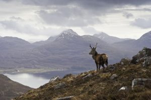 Wild stag, Scottish highlands